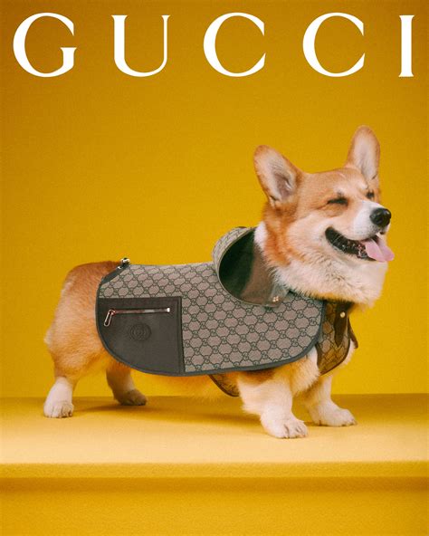 gucci cat 3|Gucci dog and cat.